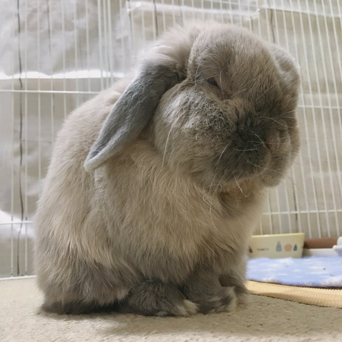 Miya M Stamp おじいちゃんの寝癖 どうしてそうなったw シニアうさぎ 10歳5ヶ月 これでも熟睡してます ぷぅぷぅ寝てます Holandlop ホーランドロップ Lopbunny