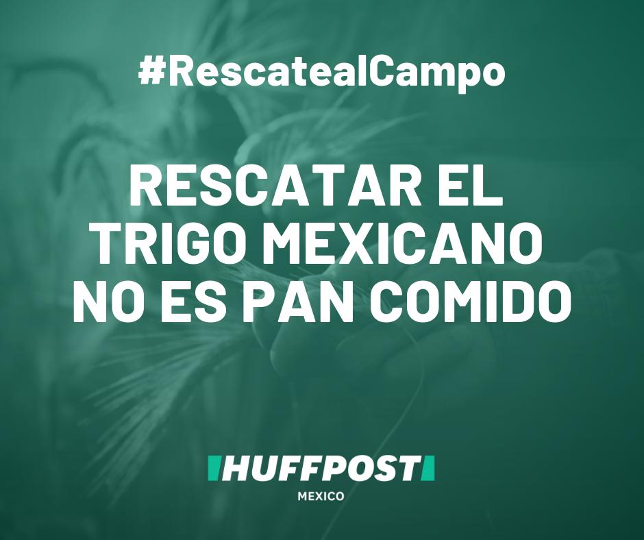 HuffPostMexico's tweet photo. #RescatealCampo El gobierno de AMLO se ha propuesto depender menos de las importaciones en granos básicos. En el caso del trigo panificable, la brecha a cerrar asciende a 4.84 millones de toneladas. ¿Cómo lo logrará? Checa el análisis de @SIMO_Consulting https://t.co/nOdpL4ujGJ https://t.co/W5EwCrQJGu