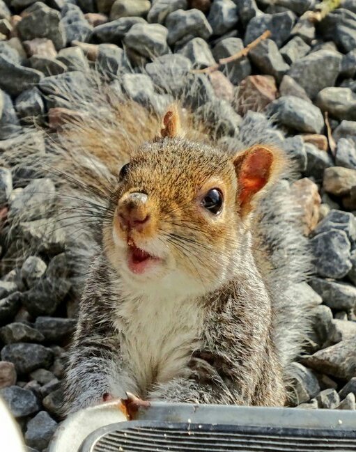 CampervanPup's tweet photo. Sorry for my absence, dad &amp; passwords 🙄 So have just spent three weeks in Scotland. Have now moved down to #Halifax #Calderdale. Some shots over three posts of my hols so far. Me protecting the Robin's food from squirrels.... https://t.co/gBpjbkAd2K