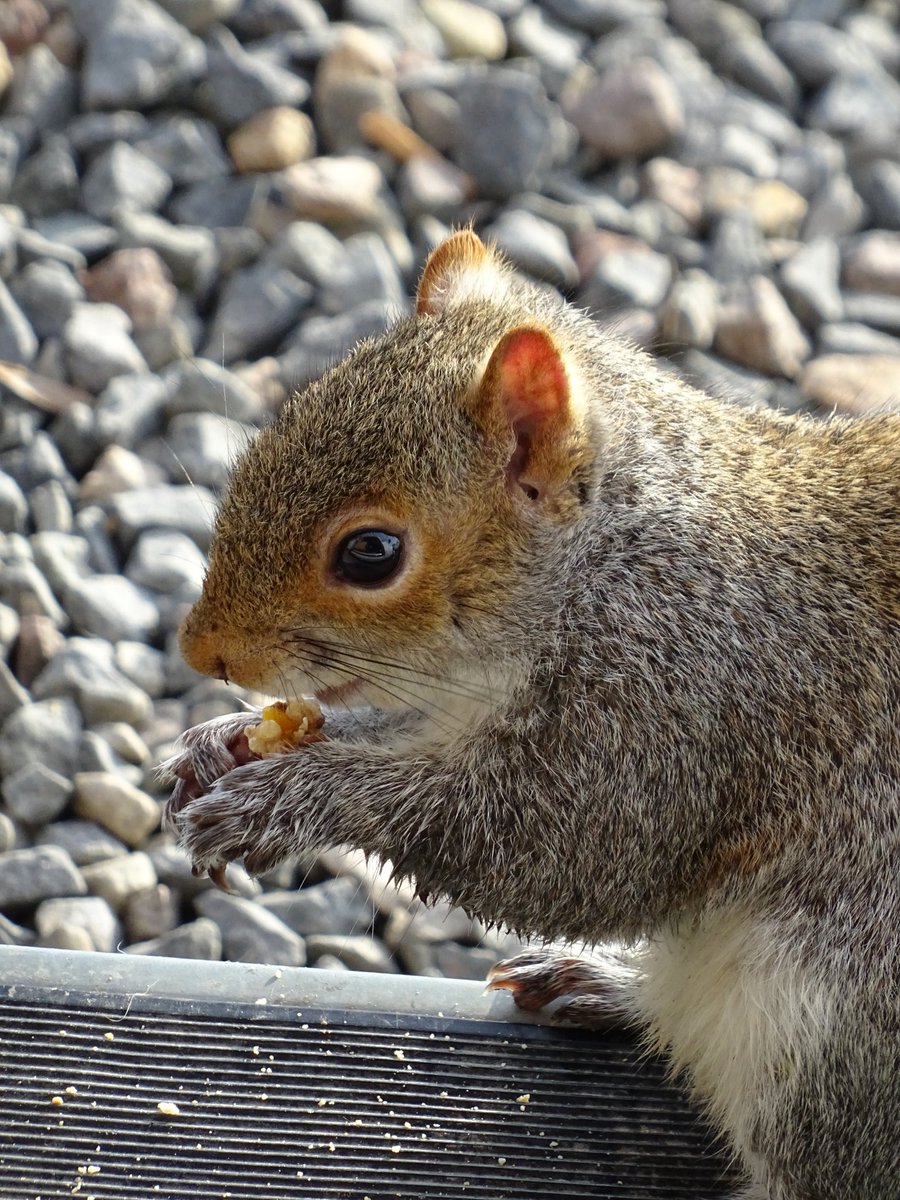 CampervanPup's tweet photo. Sorry for my absence, dad &amp; passwords 🙄 So have just spent three weeks in Scotland. Have now moved down to #Halifax #Calderdale. Some shots over three posts of my hols so far. Me protecting the Robin's food from squirrels.... https://t.co/gBpjbkAd2K