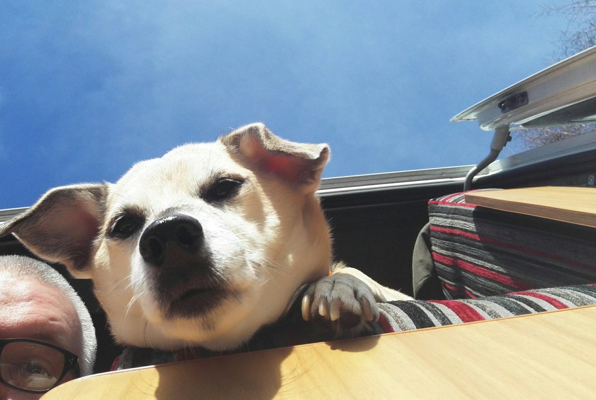 CampervanPup's tweet photo. Chilling out around Edinburgh https://t.co/N9sBLOF2ac