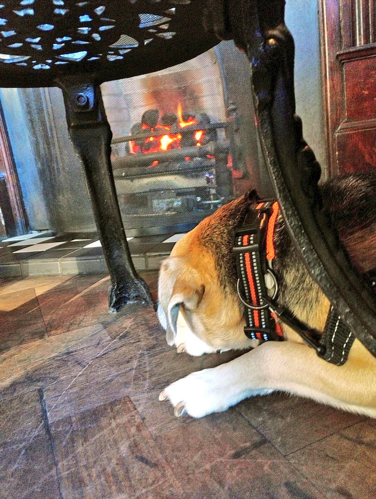 CampervanPup's tweet photo. Chilling out around Edinburgh https://t.co/N9sBLOF2ac