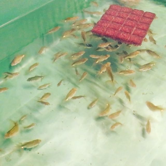 金魚 日本オランダ獅子頭 Piepiemagic Twitter