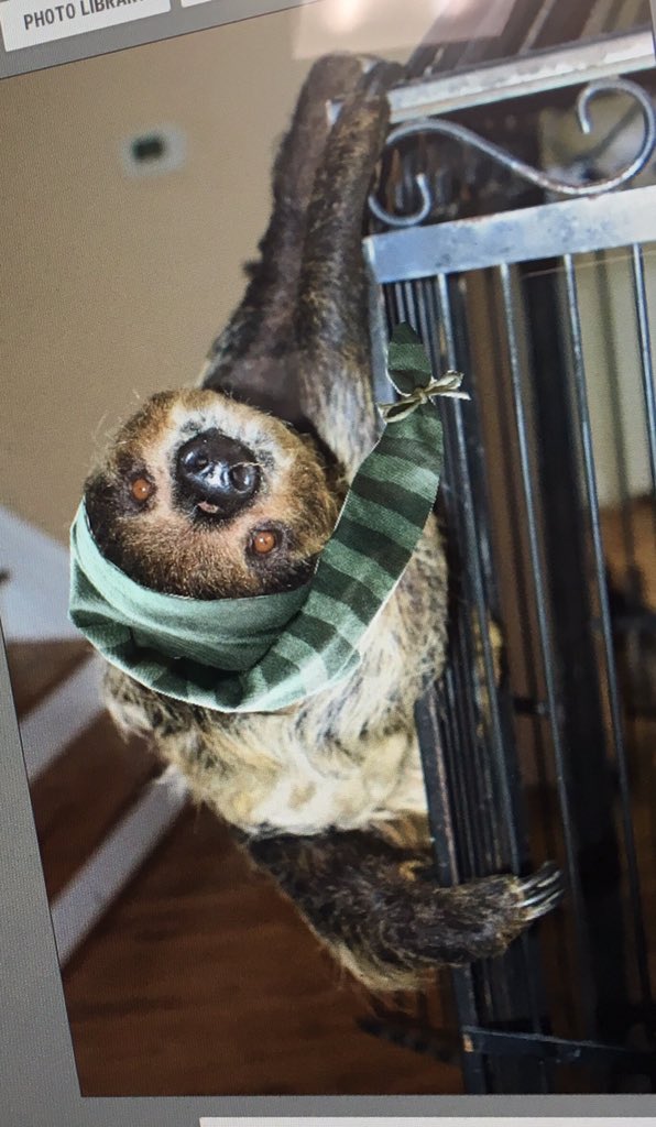 realitsazoolife's tweet photo. Yesssssss a sleepover!! https://t.co/VzcehATyKC