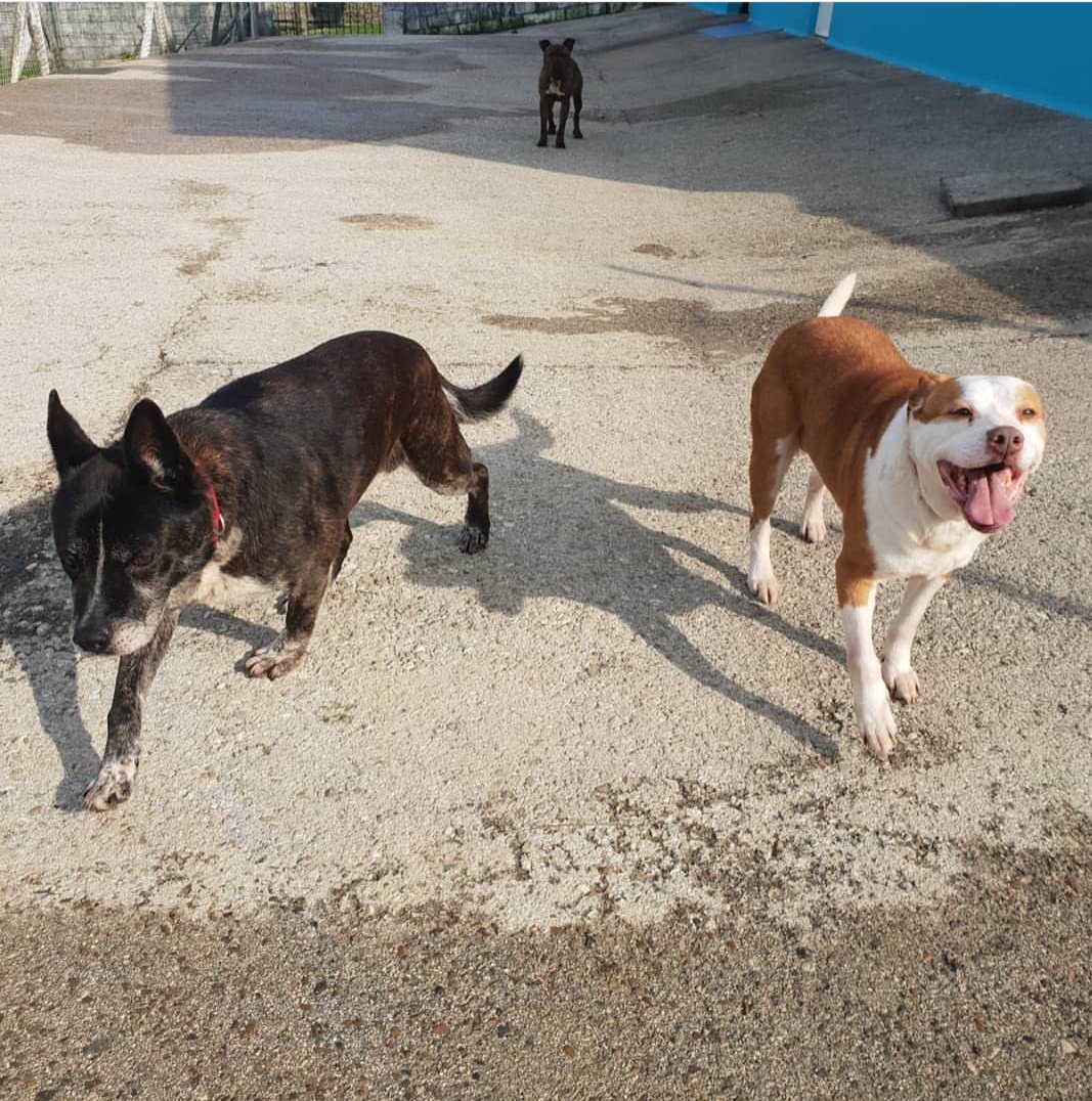 Somos Cron (izquierda) y Miliano (derecha) y venimos a saludar y pedir una casa para al menos uno de nosotros. Somos algo mayores ya, más de 8 años y por eso no queremos pasar ni un minuto más en residencia.
Contacto: adoptasospitbull@gmail.com o <a href="/amigosdelperro/">AMIGOS DEL PERRO</a>