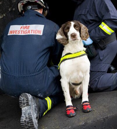 Firedogs Uk tweet media
