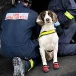 Photo by Firedogs Uk (@FiredogsUk)