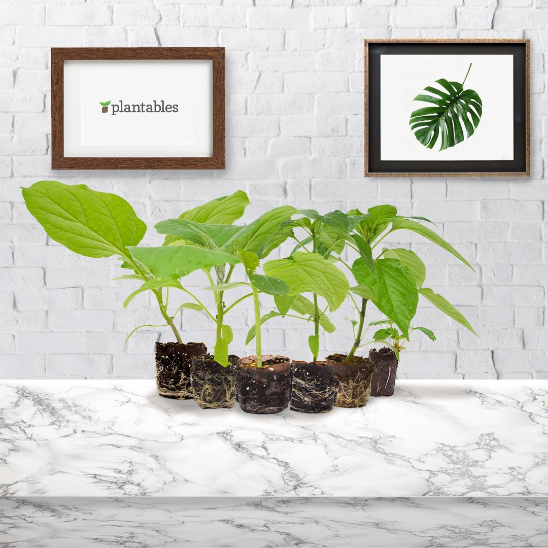 No garden? No worries! Say hello to our new range of patio plants; a collection of super-hardy, compact plants designed to flourish in smaller spaces.