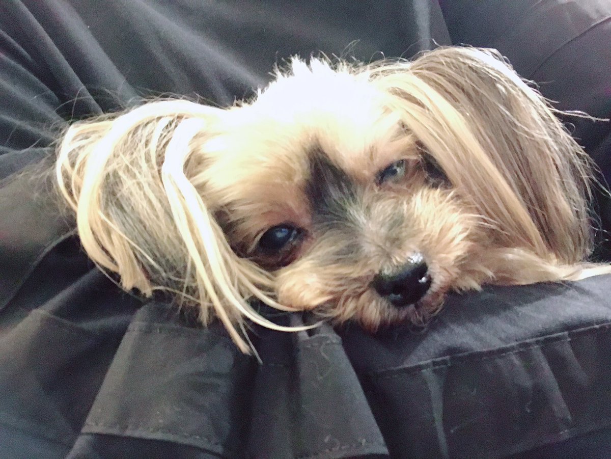 __15309's tweet photo. 我が愛犬が可愛すぎるから見てくれ… https://t.co/jKuLhngCzC