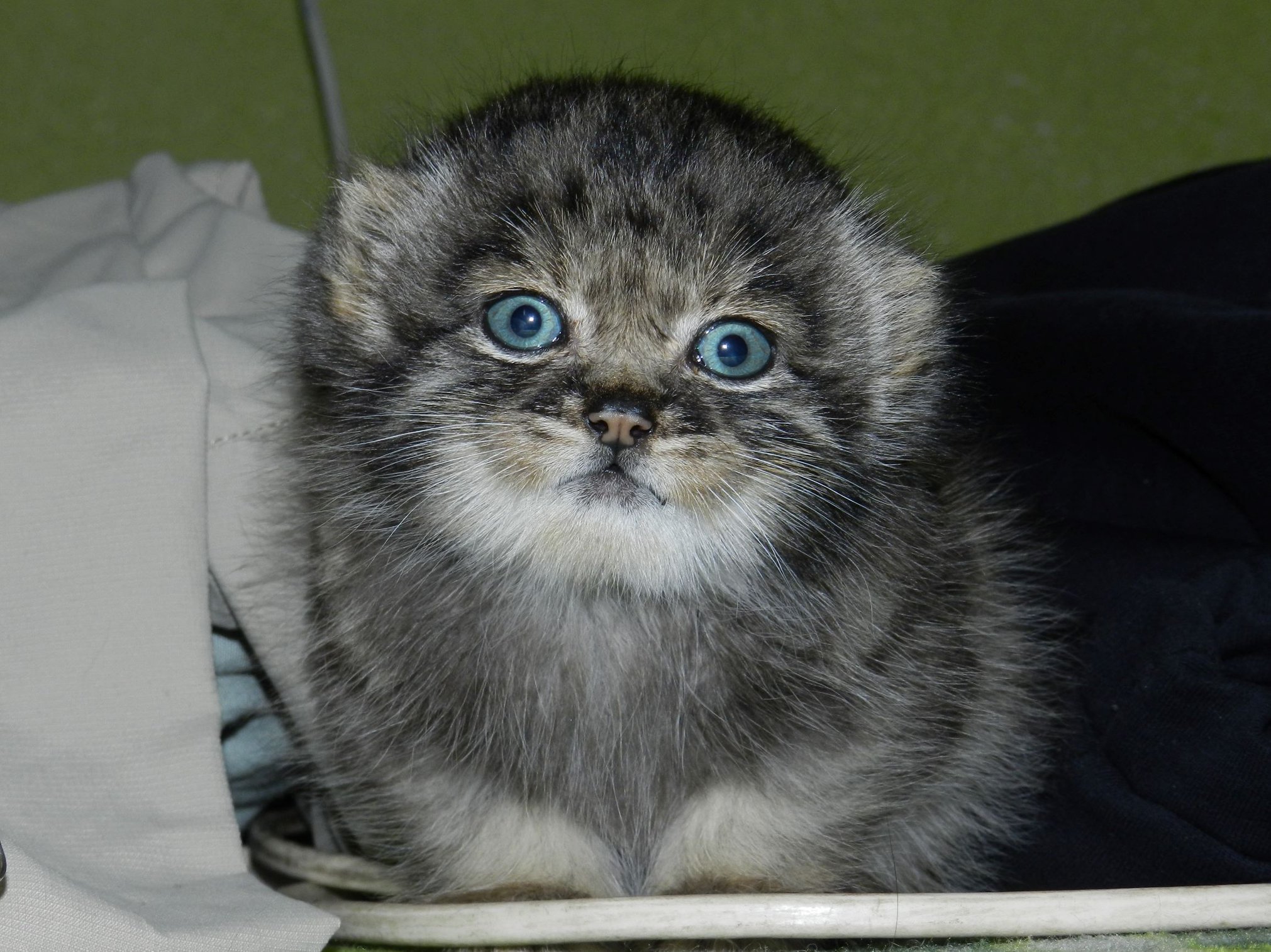 Maria Antonova on Twitter: "Really loved story of Dasha, the manul wildcat Cat) who was rescued as a baby and then left her rescuers for wild steppe when she