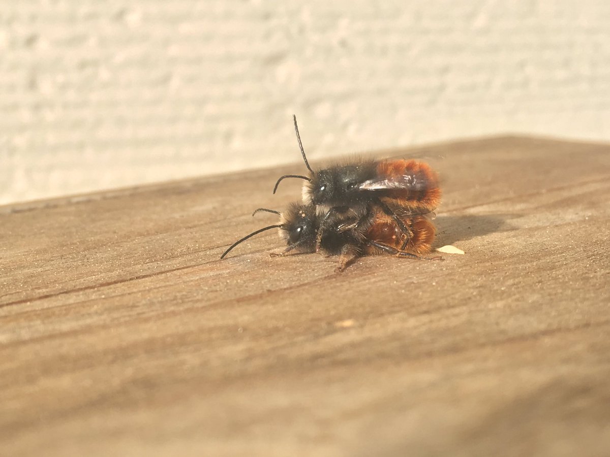 Die ersten gehörnten Mauerbienen (Osmia cornuta) sind geschlüpft bei mir auf dem Balkon. Hier zwei Männchen, welche das erste Weibchen kaum erwarten können...
Habt ihr auch schon Mauerbienen gesehen?
@riffreporter @SVS_BirdLife @naturschutz_ch @WWF_Schweiz @pronaturach