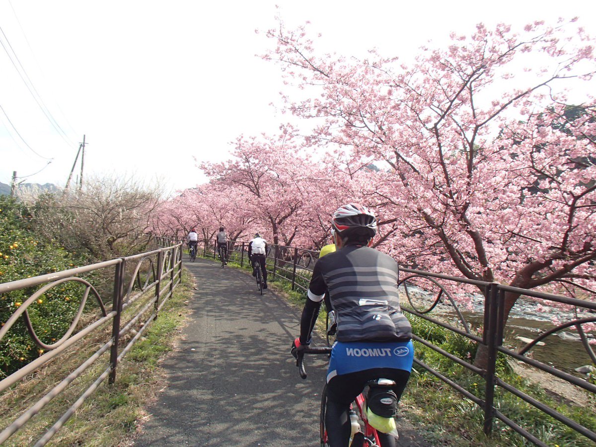 YSTC2013's tweet photo. 2/24(日)は、7名で河津桜トレーニングライドを行いました。安全を確認しローテーションをして稲取まで順調に走行！目標予定より30分ほど早く到着🌸ヤッター！桜は満開で綺麗でした！大磯～河津～大磯と約200km以上の高負荷ライドでとても良いトレーニングライドになりました♪
#河津桜 #ロードバイク https://t.co/ityQSstXQC