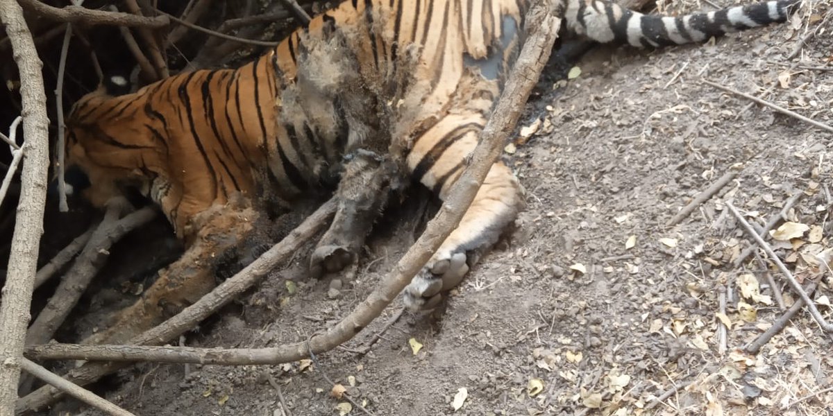 The sole tiger traced recently in Gujarat after almost decades found dead in central Gujarat forests