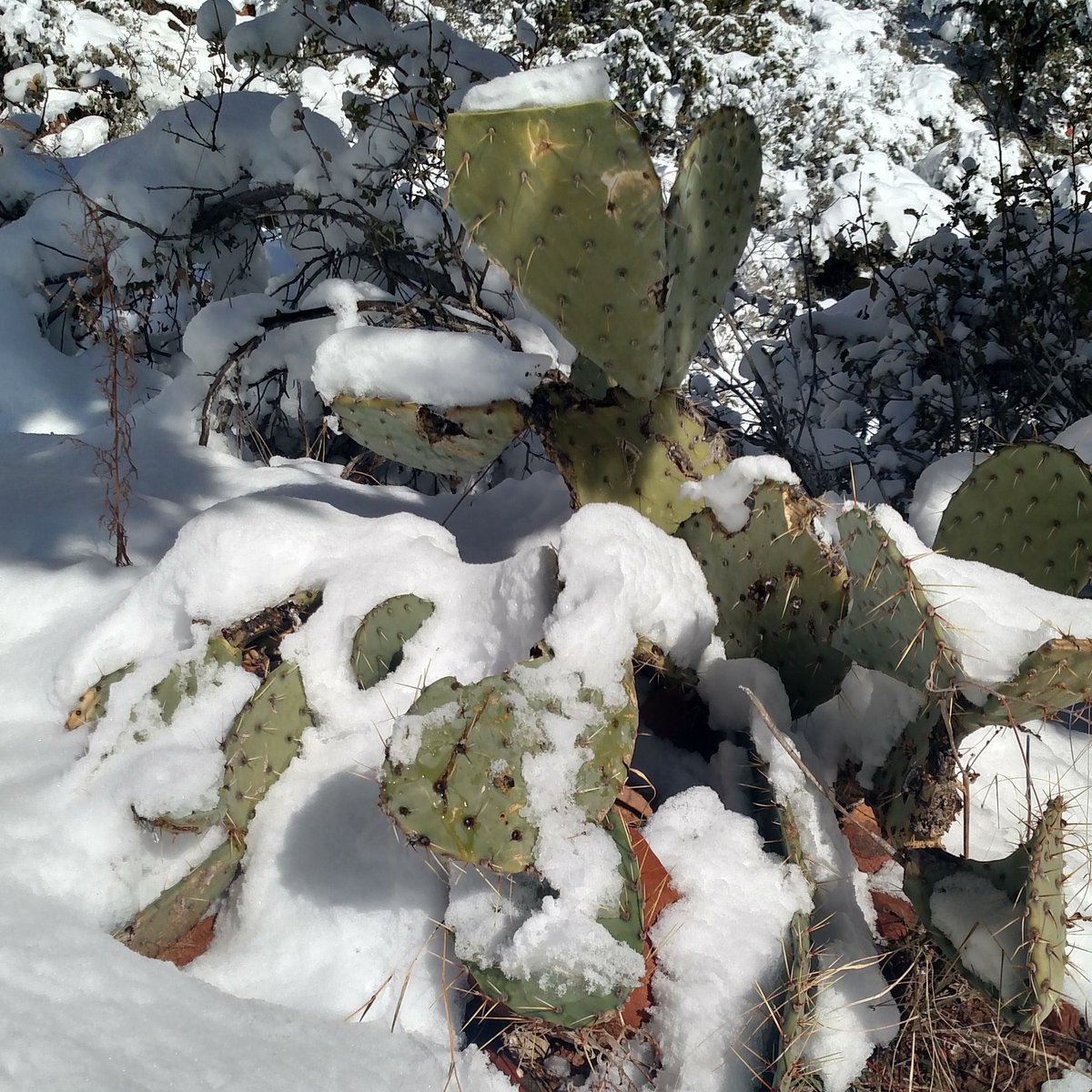 outdoortravella's tweet photo. Prickly pear cacti covered with snow. #nofilter #nofilterneeded #utah #utahexplored #utahoutdoors #utahfive #outdoors #outdoorslife #getoutdoors #getoutside #optoutside #neverstopexploring #snow #cactus #zion #zionnationalpark #nationalpark https://t.co/GgVPVDioE7