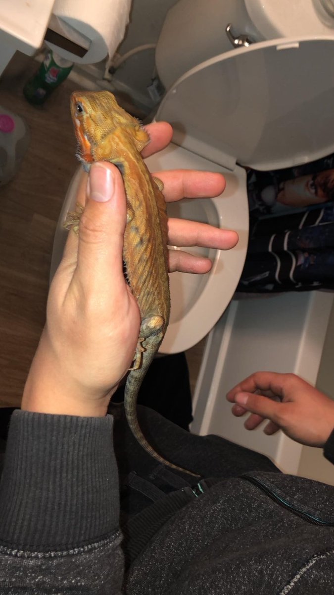 amanda_dickie's tweet photo. In two weeks I’m adopting two new reptile babies and I couldn’t be more excited 😩😍 (cuter pictures to come) https://t.co/ZbnvJTdgJT