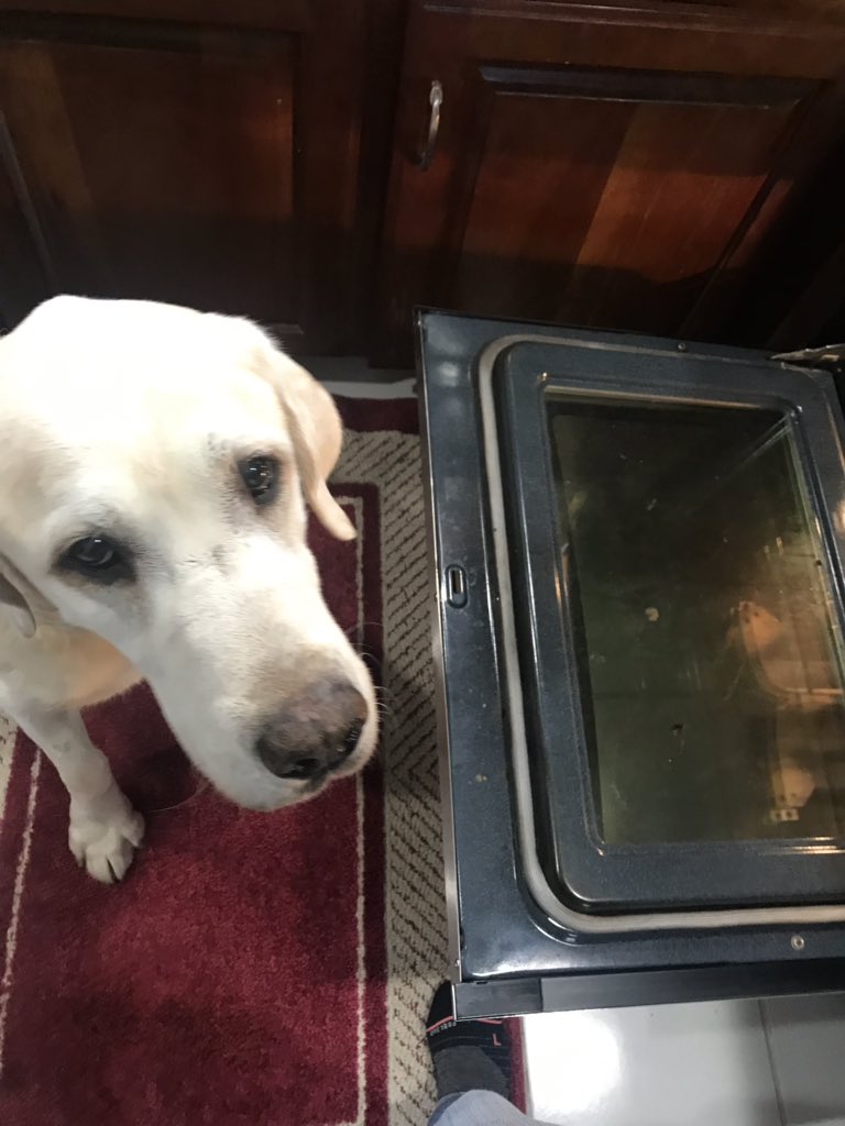 DogAngels1's tweet photo. @CalebJHull @dog_rates https://t.co/SZB7KVzsYw
