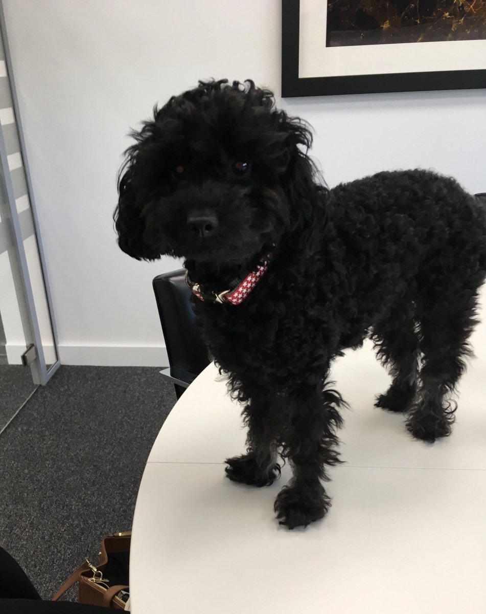 DW_Architects's tweet photo. Design team meeting with the client and his Woofpresentative. https://t.co/hUqxeqWucW