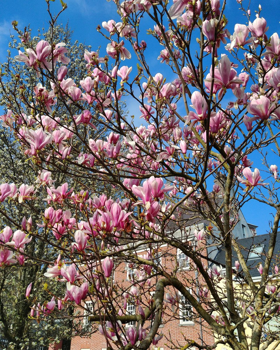 #spring #springinireland #magnolia #springmiracle #nature #naturebeauty 

Bright sun, blue sky, blooming magnolia... A perfect day ☺💛💭🌈🐦🌺🌿🍀☀