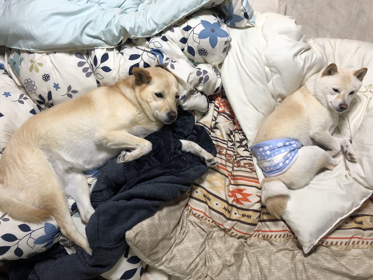 pixel_tera's tweet photo. Who dares disturb our slumber?? #dog #犬 #mameshiba #豆柴 #dogs #labrador #mix #doglover #shiba #shibainu #doge #cute https://t.co/uLlldxgVGO