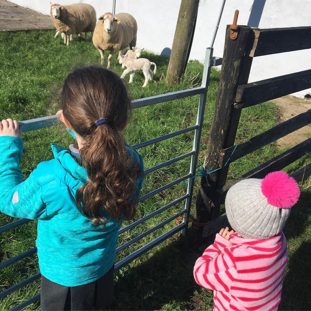 maireadtobin's tweet photo. First lambs of the season out home...never gets old! It’s officially springtime at Grandad Hickeys 💕

#Spring2019 #springtime #waterford https://t.co/nGVZCJLw5S