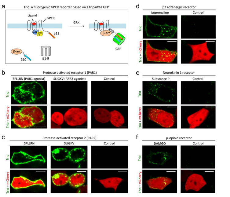 Addgene's tweet image. New plasmids from the lab Xiaokun Shu @ShuLab2010
A rapid #fluorogenic #GPCR-beta-arrestin interaction assay
hubs.ly/H0gM0Vr0