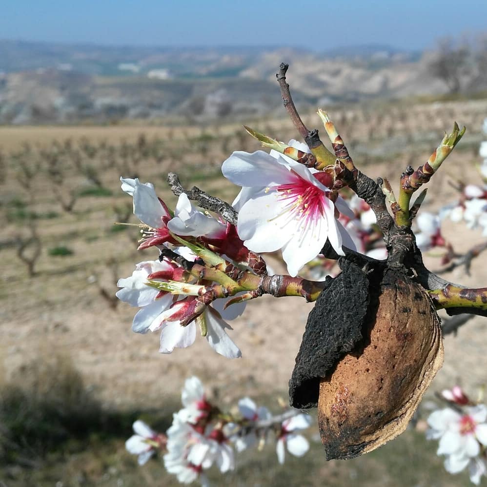 Ya se viste el almendro de flores para soñar en silencio
Y abadonar su pensamiento del pasado seco.

#fotografia  #photografy  #wine  #winepassion  #winerylovers  #wineinsta  #winephotography  #vinosderioja  #viñedo  #vinos #vino #foto #fotoviña #photowine  #wine