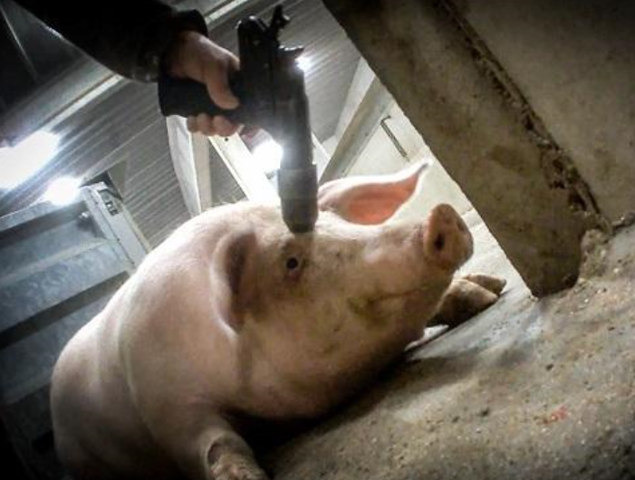 Animal Rights International tweet media