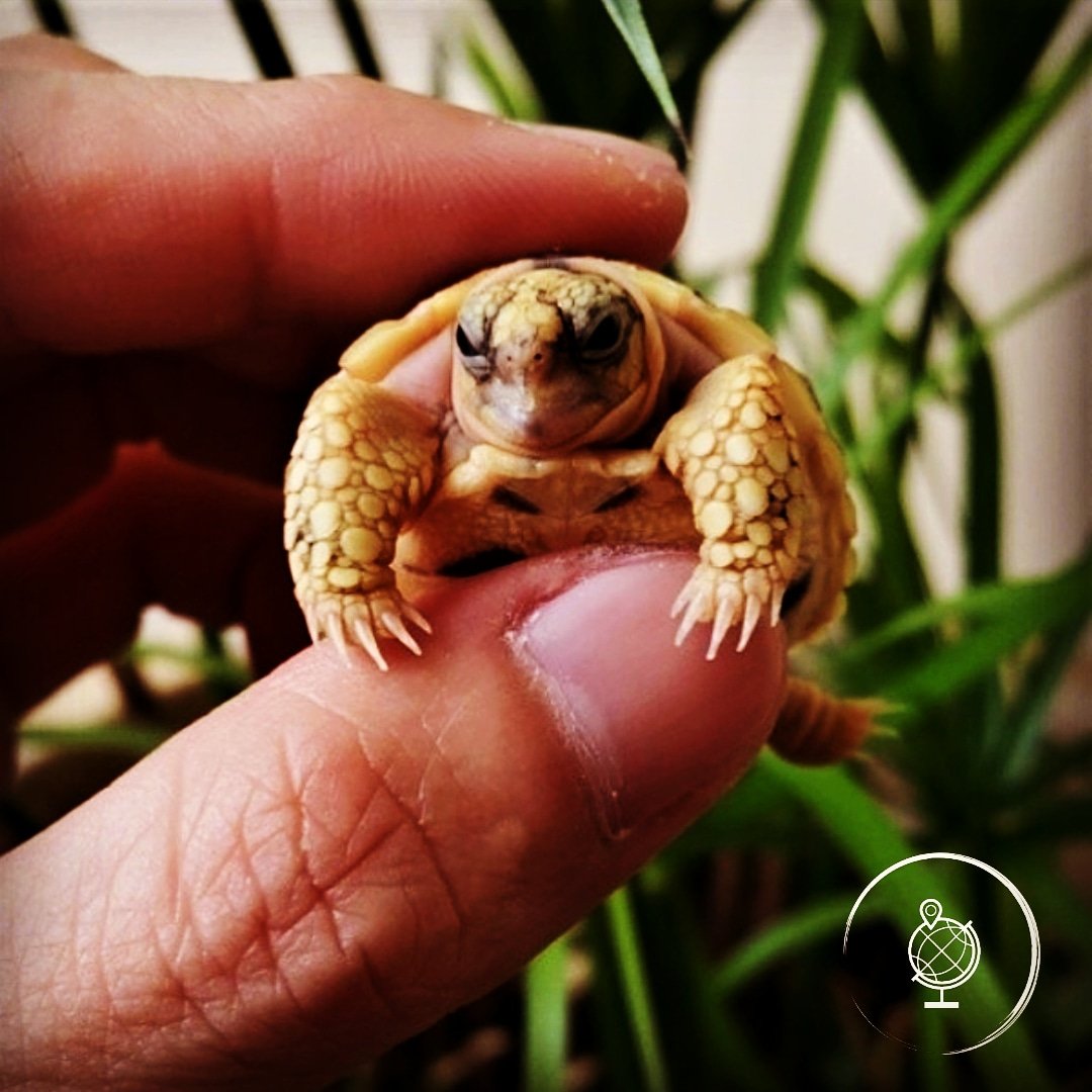 DiveSelect's tweet image. Happy turtle Tuesday #scubadiving #TurtleTuesday #diving #scubadive #oceans #happy