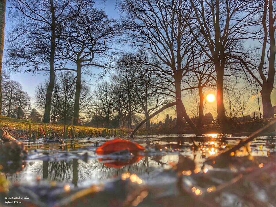 RijkenAstrid's tweet photo. Todays sunrise in Waalwijk,  the Netherlands. #ThePhotoHour #StormHour #pond #trees #redleave #NaturePhotography #naturelovers #nature #sunrise https://t.co/TE3KAgPdCY