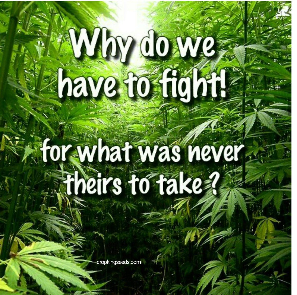 ReeferMcGee's tweet photo. ??? We won the fight in michigan lets make all 50 legal then the world. https://t.co/EHuaDdcoM3