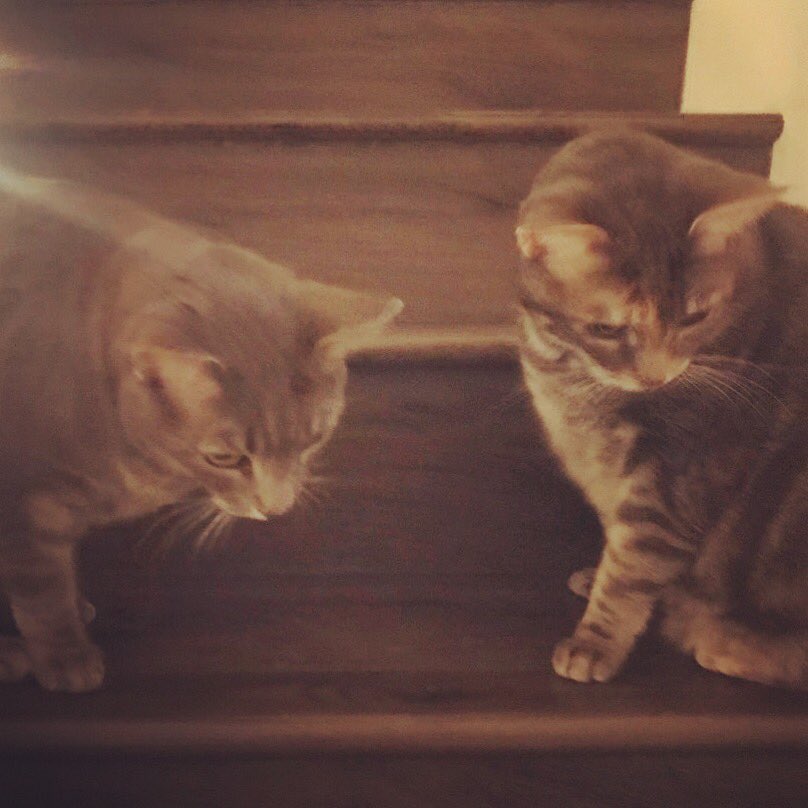 Super sweet Norah and Peter... a moment together #twofortuesday 
📸 Cleo R. at a recent visit 🐱 🐱
#fetchwestside #makingfetchhappen #culvercity #culvercitycats #catsitting