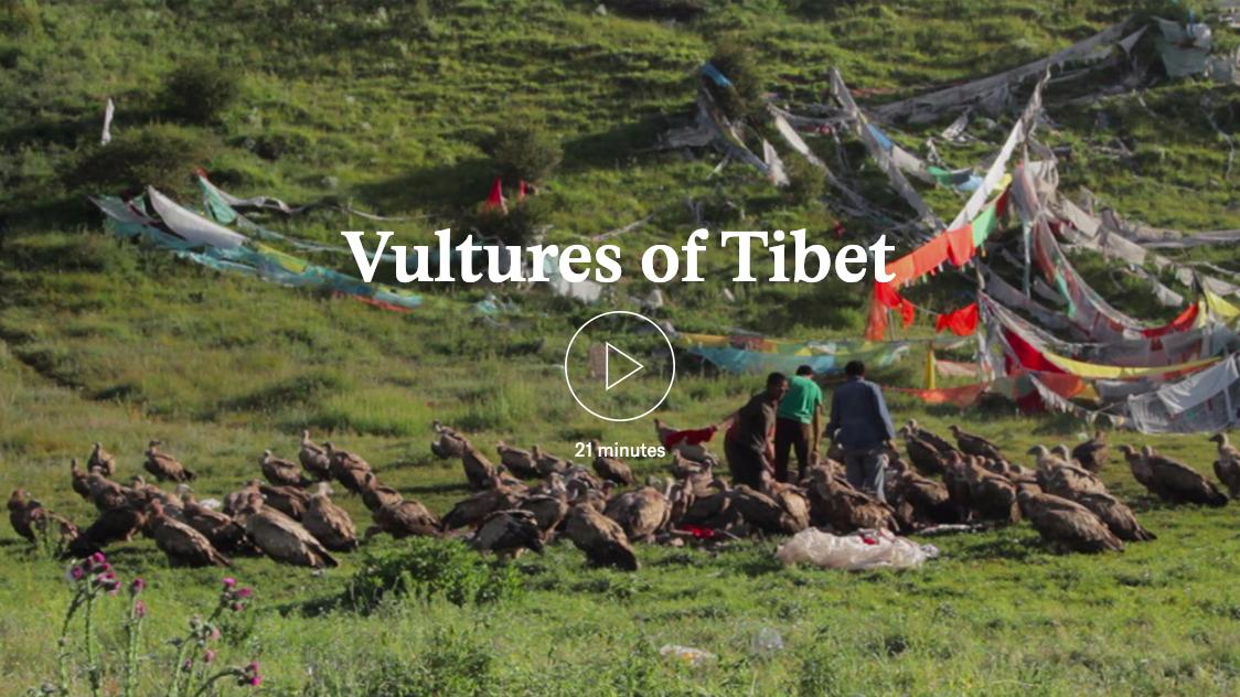 Finally! <a href="/vulturesoftibet/">Vultures of Tibet</a> avail via <a href="/aeonmag/">Aeon Magazine</a>! "An accomplished work of contemporary anthropology" bit.ly/2Ei6XGX #vulturesoftibet #skyburial #jhator #freetibet #tibetanbuddhism #sacredritual #responsibletourism #responsibletravel #tibetanrituals #tibet #modernization
