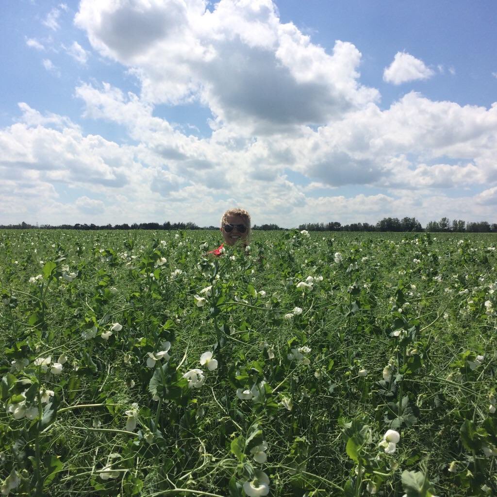 AbmaAlex's tweet photo. Thinking about summer on these cold days... and hoping for some epic pea crops again! #cndag #throwback https://t.co/F3gMtpW5u0