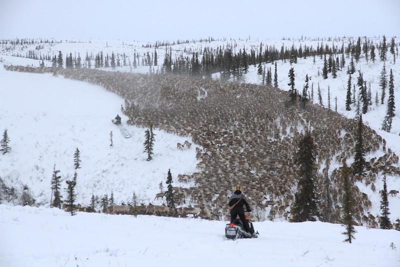 Wildlife Travel (@seethewild) on Twitter photo Now is the time to book your Arctic Reindeer tour with <a href="/TundraNorthTour/">Tundra North Tours</a>! Departures for 2019 are every Thursday until April 11th, so don't miss out!
seethewild.org/canadian-arcti…
#canada #canadianarctic #reindeertour #reindeer #arctic #arctictundra #tundranorthtour #seethewild Now is the time to book your Arctic Reindeer tour with <a href="/TundraNorthTour/">Tundra North Tours</a>! Departures for 2019 are every Thursday until April 11th, so don't miss out!
seethewild.org/canadian-arcti…
#canada #canadianarctic #reindeertour #reindeer #arctic #arctictundra #tundranorthtour #seethewild
