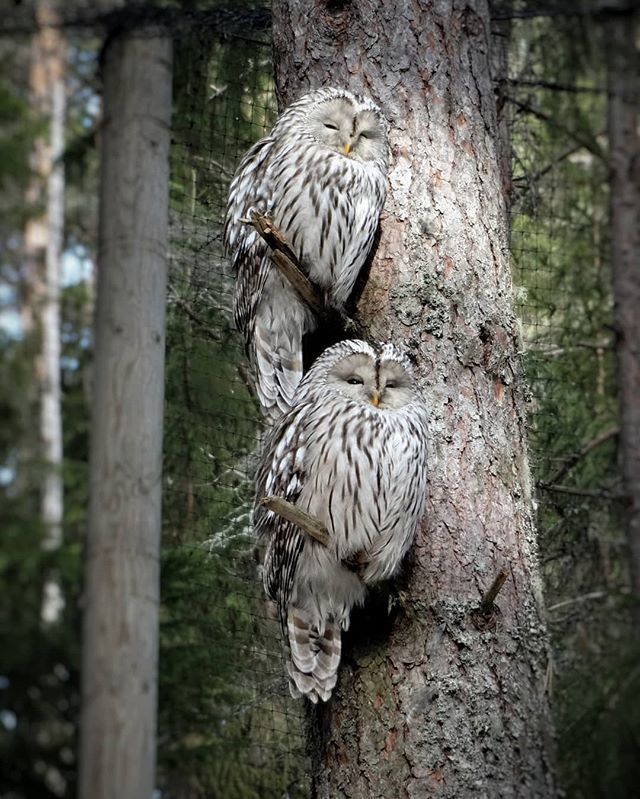 MatsEk's tweet photo. #Ugglor, en favorit bland djur. Det finns gott om dem på #Järvzoo.
#våningssäng #djurpark #psykiatern_djur #Järvsö #Hälsingland #Sweden #psykiatern https://t.co/4Rl3RNt6AM https://t.co/E2eeq0ixNL