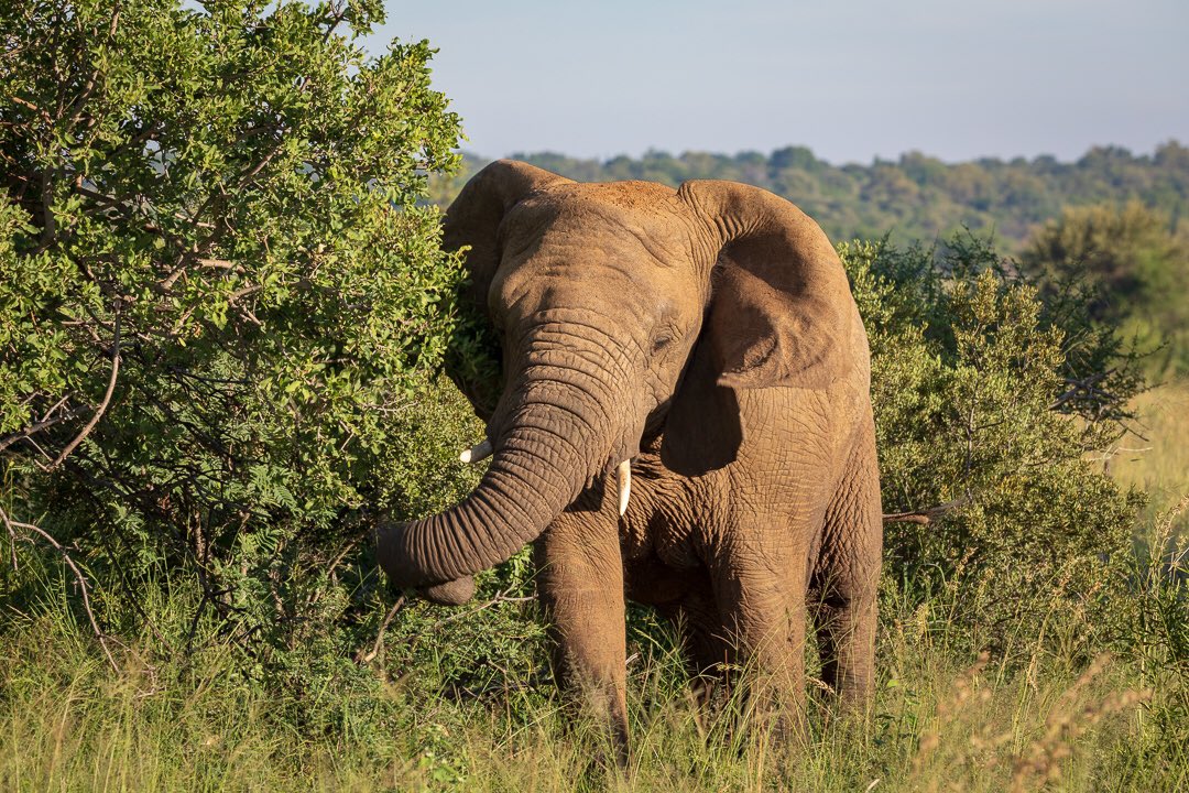 Absolutely awesome safari @mziki_safari_lodge 

We were only there one night, but had amazing hospitality and great wildlife sightings, including this very curious elephant that walked right up to us to check us out.

#elephant #safari #southafrica #africanwildlife