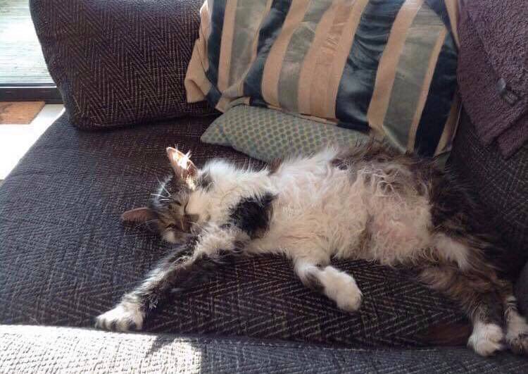annasrescue's tweet photo. Let’s finish the day on a high note. Remember old timer Winnie that was with us forever and a day?!

Here’s a pic his new owners sent us today of him living his best life 💜💜 #ARC #AnnasRescueCentre #cat #adoption #Cardiff https://t.co/tNBRCUYWTT