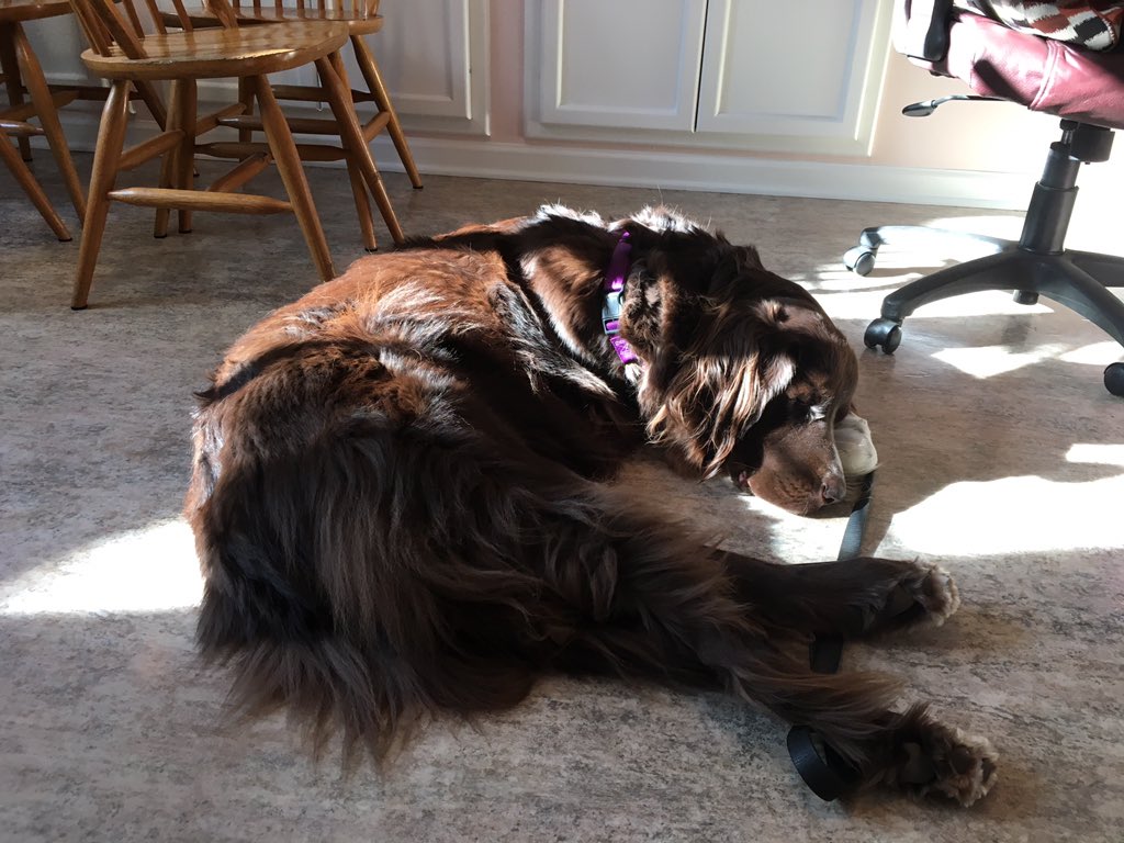Violet_theNewfy's tweet photo. #PhotoChallengeFeb19
Day 26 The letter L
Here I am, lying in a puddle of light ๐๐ https://t.co/ZtMzdfNcvE