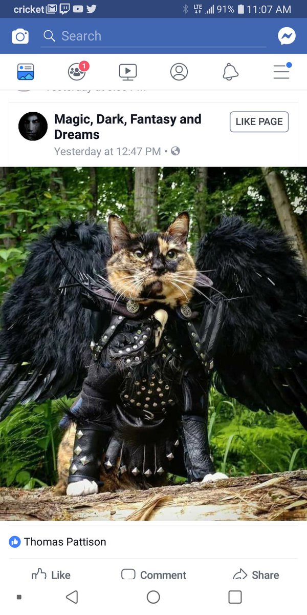 darkandpika's tweet photo. Can someone make this for me so i can piss my cats off? https://t.co/4L5w4o4Dhc