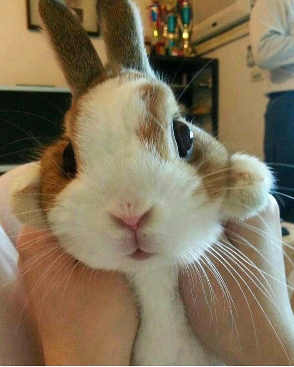RabbitsRealm's tweet photo. https://t.co/af1A19Kprv