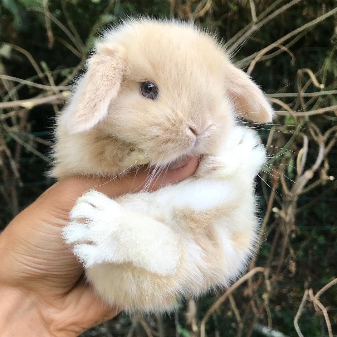RabbitsRealm's tweet photo. https://t.co/af1A19Kprv