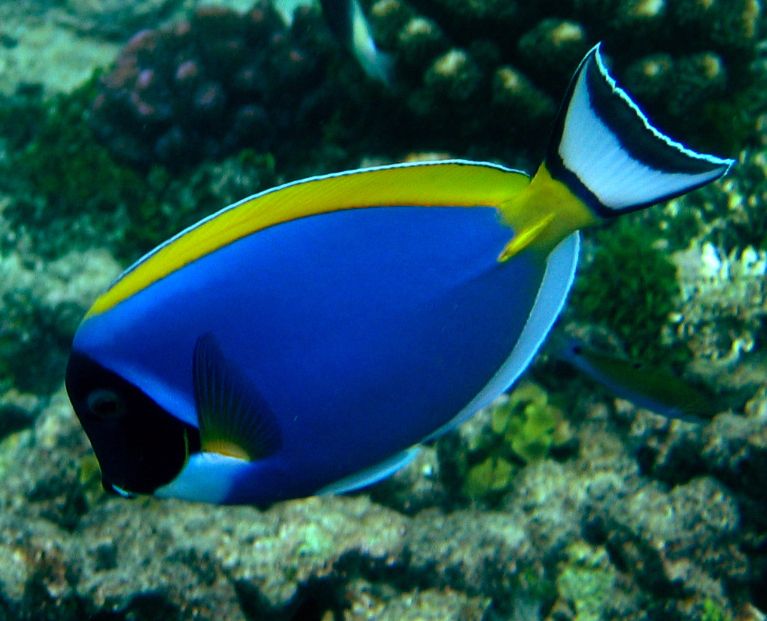 IdiDilla's tweet photo. the world under sea…amazingly colourful 
 #DoOneThingToday #LifeBelowWater @kwskenya @Gladys_Kosgei @DoktuEdwin @pudoto @muriithicarols @CarolKiage1 https://t.co/ruEcsg8YQH