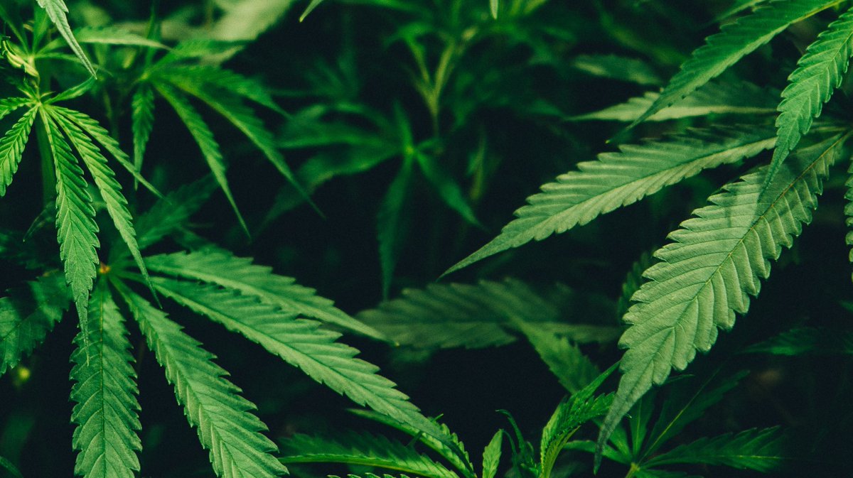RestaurantsCA's tweet photo. Grab a seat right now at the #RCShow19 Speaker Stage for 'Future of #Cannabis in #Canada'.
At 12pm, hear from @liffordcannabis @the_nomadcook @ipsospa @liftandco as they share their insights on the potential future for #culinarycannabis.
https://t.co/yZawiSz6Uj #cookwithcannabis https://t.co/AzxibrmzFK