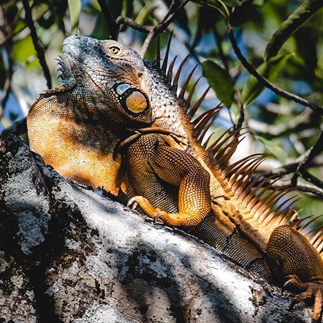 Little dragons in mating season: the males change their skin to orange in order to attract females
.
.
.
#einmalrundum #iguana #iguanasofinstagram #lizardsofinstagram #reptiles #lizard #reptil #reptilesofinstagram #haha#wildlifephotography #animal_captur… ift.tt/2NsSHPT