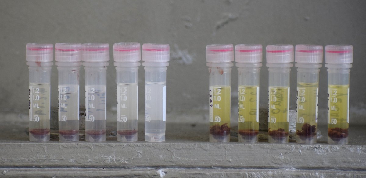 Doing DNA extractions from the birds we've been surveying; no prizes for guessing which blood samples were collected from yellow warblers!! #fieldbiology #research #phdstudent @camillebonneaud @chavecito76 @SarahKnutie