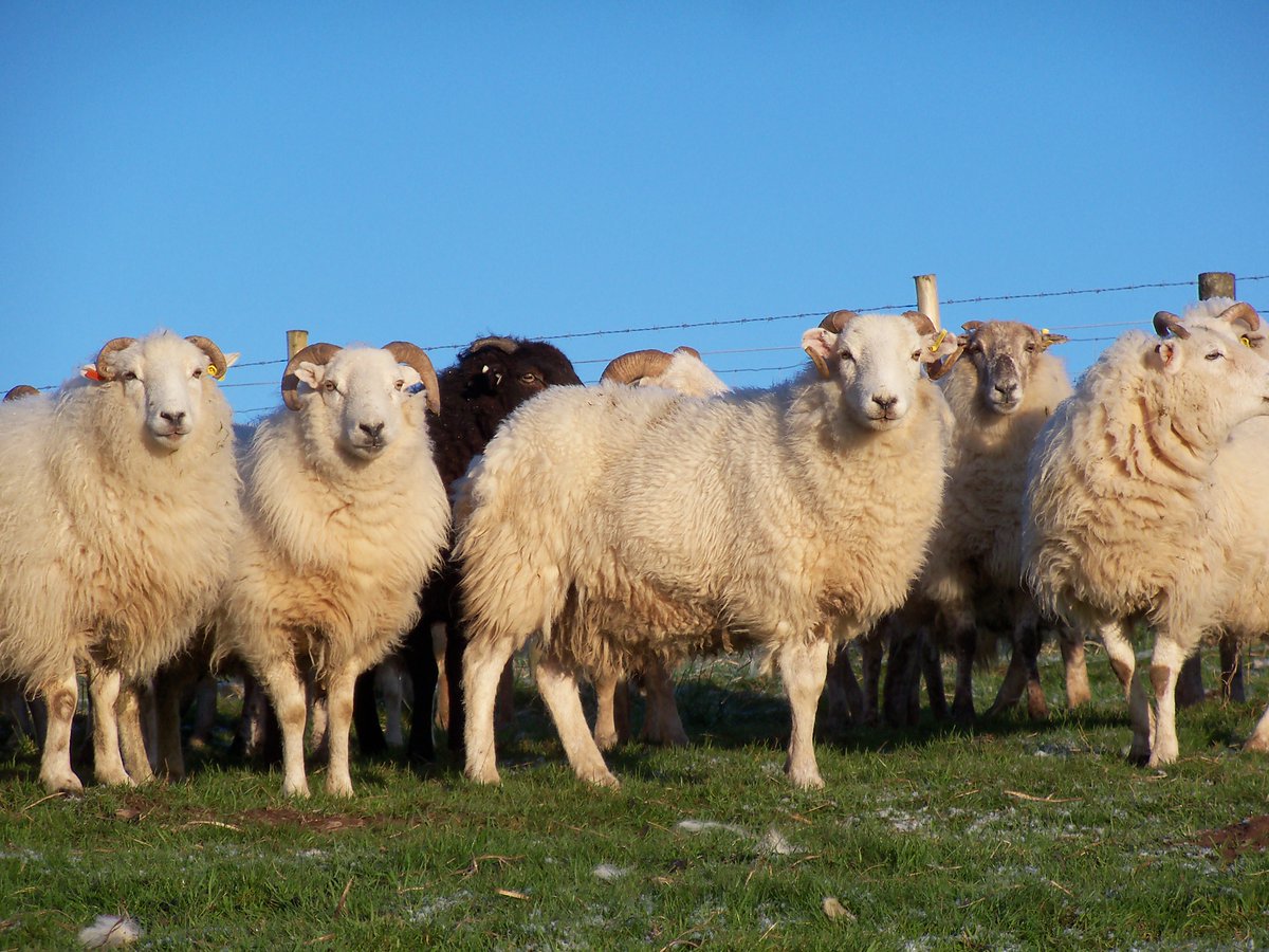 ElanLinks's tweet image. Did you know...Sheep farming is the most common form of farming in the Elan Valley. Lambing is timed to take place from April in the uplands area, in contrast to lowland farms where the first lambs appear in January.