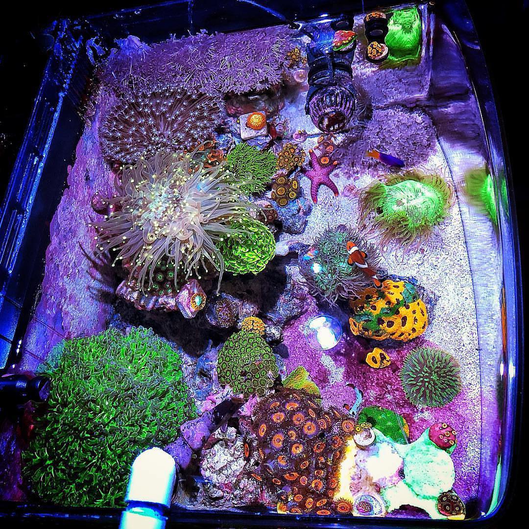 Kessil's tweet photo. Sweet bird's-eye view of this tank from @smokeymtn_reef (IG). All the colors of the rainbow and then some!

💡A160 Tuna Blue https://t.co/aMehTpvg7h