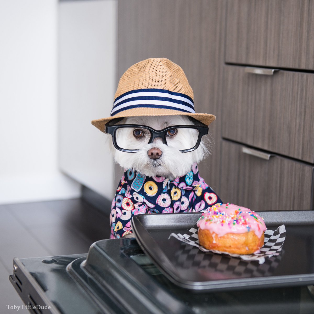 BC SPCA’s Treat Week! From Feb 25 to March 3, make or buy treats &amp; give them as thanks for a donation &amp; the money goes to help our furry friends in need. Go to treatweek.ca to register (it’s free!). #treatweekbc <a href="/BC_SPCA/">BC SPCA / BCSPCA</a> @dippeddoughnutco #treatyoself