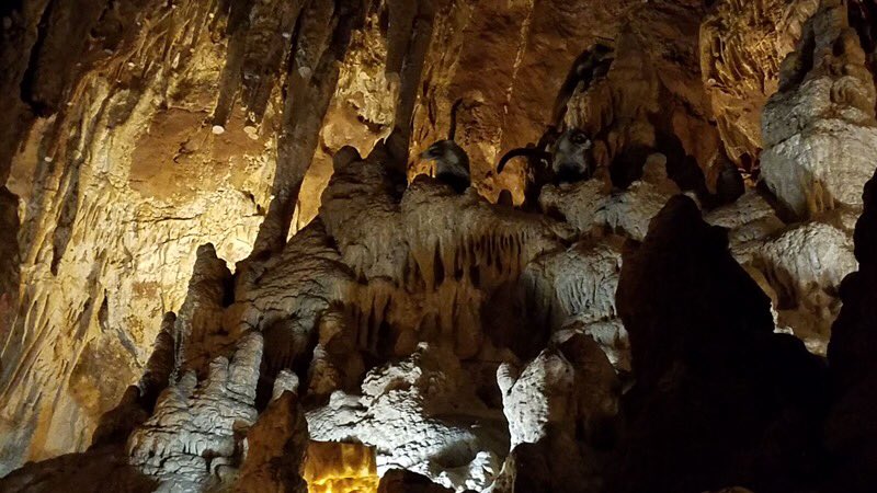 ColossalCavePrk's tweet photo. #ColossalCoatis lovin’ the Wild Cave Tour. You go Coatis! 👍🐾💕💕 https://t.co/P4eCjB3ojS
