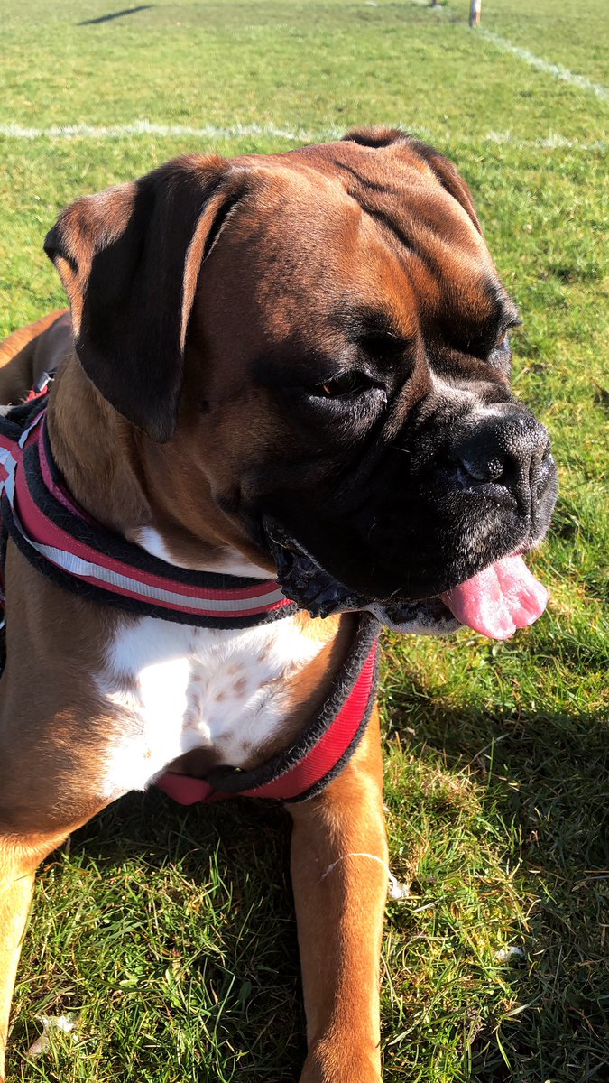 dcull12's tweet photo. Gus is lapping up the sun! 🌞🐶 #SlobberChops https://t.co/gpv2rWn7Gn